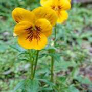 ヒメ日記 2025/02/22 18:00 投稿 辻レイナ クラブ華