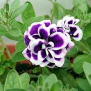 ヒメ日記 2025/03/07 18:01 投稿 辻レイナ クラブ華