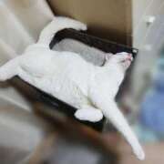 ヒメ日記 2025/03/09 17:00 投稿 辻レイナ クラブ華