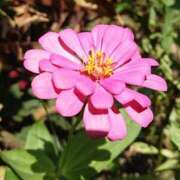 ヒメ日記 2025/03/09 18:00 投稿 辻レイナ クラブ華