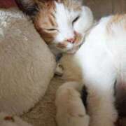 ヒメ日記 2025/03/10 17:00 投稿 辻レイナ クラブ華