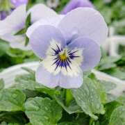 ヒメ日記 2025/03/12 18:00 投稿 辻レイナ クラブ華