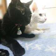 ヒメ日記 2025/03/14 17:00 投稿 辻レイナ クラブ華