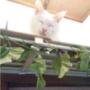 ヒメ日記 2025/03/15 17:00 投稿 辻レイナ クラブ華