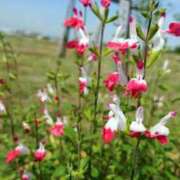 ヒメ日記 2025/03/16 18:00 投稿 辻レイナ クラブ華