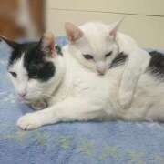 ヒメ日記 2025/03/19 17:00 投稿 辻レイナ クラブ華