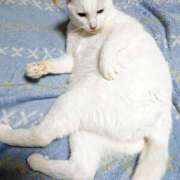 ヒメ日記 2025/03/20 17:00 投稿 辻レイナ クラブ華