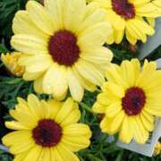 ヒメ日記 2025/03/20 18:00 投稿 辻レイナ クラブ華