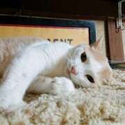 ヒメ日記 2025/03/21 17:00 投稿 辻レイナ クラブ華