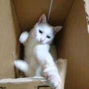 ヒメ日記 2025/03/25 17:00 投稿 辻レイナ クラブ華