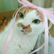 ヒメ日記 2025/03/26 17:00 投稿 辻レイナ クラブ華