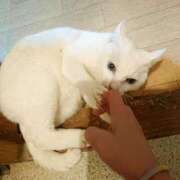 ヒメ日記 2025/03/27 17:00 投稿 辻レイナ クラブ華