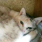 ヒメ日記 2025/03/29 17:00 投稿 辻レイナ クラブ華