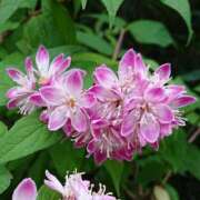 ヒメ日記 2025/03/29 18:00 投稿 辻レイナ クラブ華