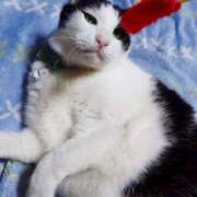 ヒメ日記 2025/03/31 17:00 投稿 辻レイナ クラブ華