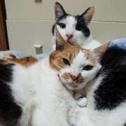 ヒメ日記 2025/04/02 17:00 投稿 辻レイナ クラブ華