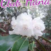 ヒメ日記 2025/04/02 18:00 投稿 辻レイナ クラブ華