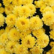 ヒメ日記 2025/04/04 18:00 投稿 辻レイナ クラブ華