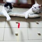 ヒメ日記 2025/04/06 17:00 投稿 辻レイナ クラブ華