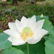 ヒメ日記 2025/04/07 18:00 投稿 辻レイナ クラブ華