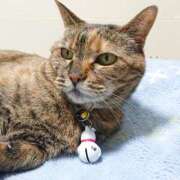 ヒメ日記 2025/04/09 17:00 投稿 辻レイナ クラブ華