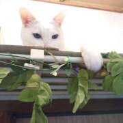 ヒメ日記 2025/04/10 17:00 投稿 辻レイナ クラブ華