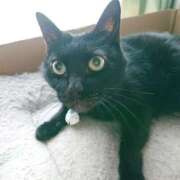 ヒメ日記 2025/04/11 17:00 投稿 辻レイナ クラブ華