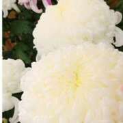 ヒメ日記 2025/04/12 18:00 投稿 辻レイナ クラブ華