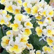 ヒメ日記 2025/04/14 18:00 投稿 辻レイナ クラブ華