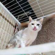 ヒメ日記 2025/04/16 17:00 投稿 辻レイナ クラブ華