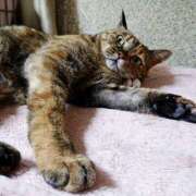 ヒメ日記 2025/04/17 17:00 投稿 辻レイナ クラブ華