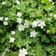 ヒメ日記 2025/04/17 18:00 投稿 辻レイナ クラブ華