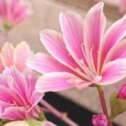 ヒメ日記 2025/04/18 18:00 投稿 辻レイナ クラブ華