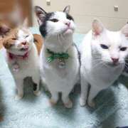 ヒメ日記 2025/04/22 17:00 投稿 辻レイナ クラブ華