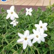 ヒメ日記 2025/04/22 18:00 投稿 辻レイナ クラブ華