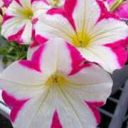 ヒメ日記 2025/04/23 18:00 投稿 辻レイナ クラブ華