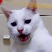 ヒメ日記 2025/04/24 17:00 投稿 辻レイナ クラブ華