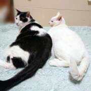 ヒメ日記 2025/04/28 17:00 投稿 辻レイナ クラブ華