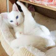 ヒメ日記 2025/04/29 17:00 投稿 辻レイナ クラブ華