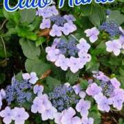 ヒメ日記 2025/05/01 18:01 投稿 辻レイナ クラブ華