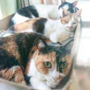 ヒメ日記 2025/05/04 17:00 投稿 辻レイナ クラブ華