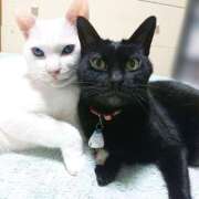 ヒメ日記 2025/05/09 17:00 投稿 辻レイナ クラブ華