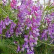 ヒメ日記 2025/05/11 18:30 投稿 辻レイナ クラブ華