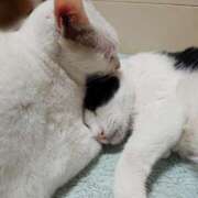 ヒメ日記 2025/05/12 17:00 投稿 辻レイナ クラブ華