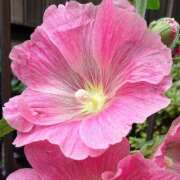 ヒメ日記 2025/05/13 18:00 投稿 辻レイナ クラブ華