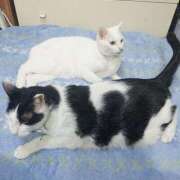 ヒメ日記 2025/05/18 17:00 投稿 辻レイナ クラブ華