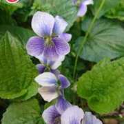 ヒメ日記 2025/05/21 18:00 投稿 辻レイナ クラブ華