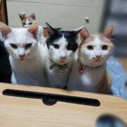 ヒメ日記 2025/05/29 17:00 投稿 辻レイナ クラブ華