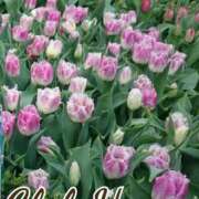 ヒメ日記 2025/05/29 18:00 投稿 辻レイナ クラブ華