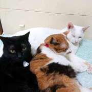 ヒメ日記 2025/06/03 17:00 投稿 辻レイナ クラブ華